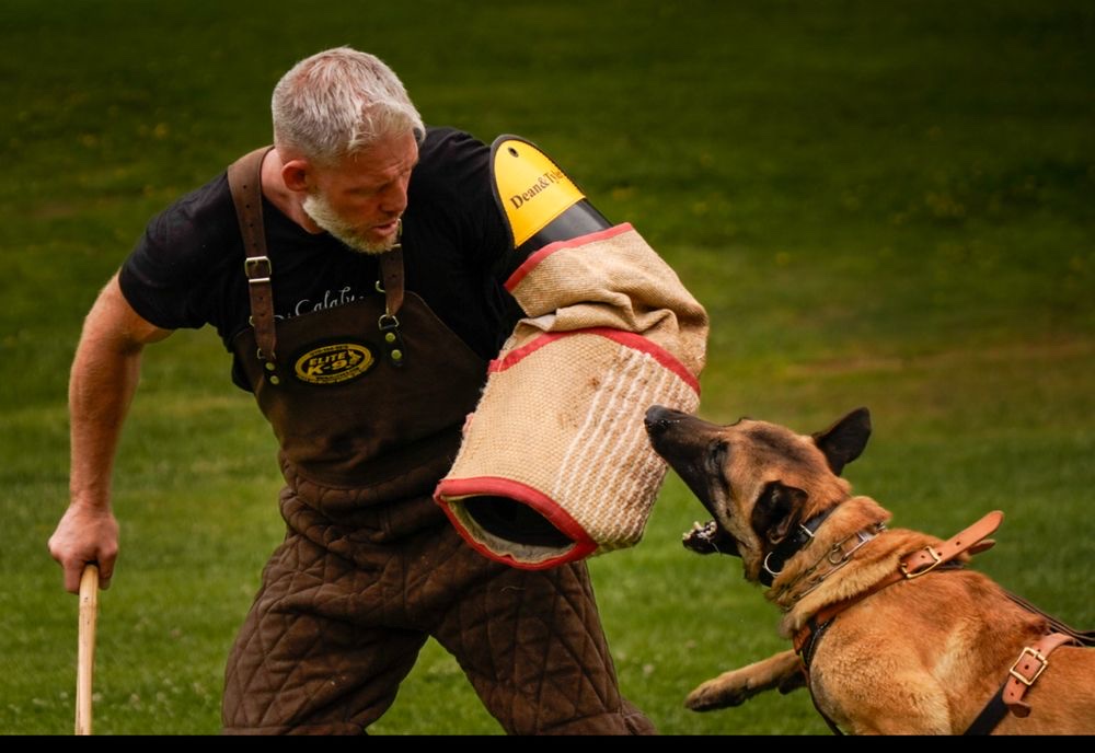 Protection training with dog engaging a bite sleeve