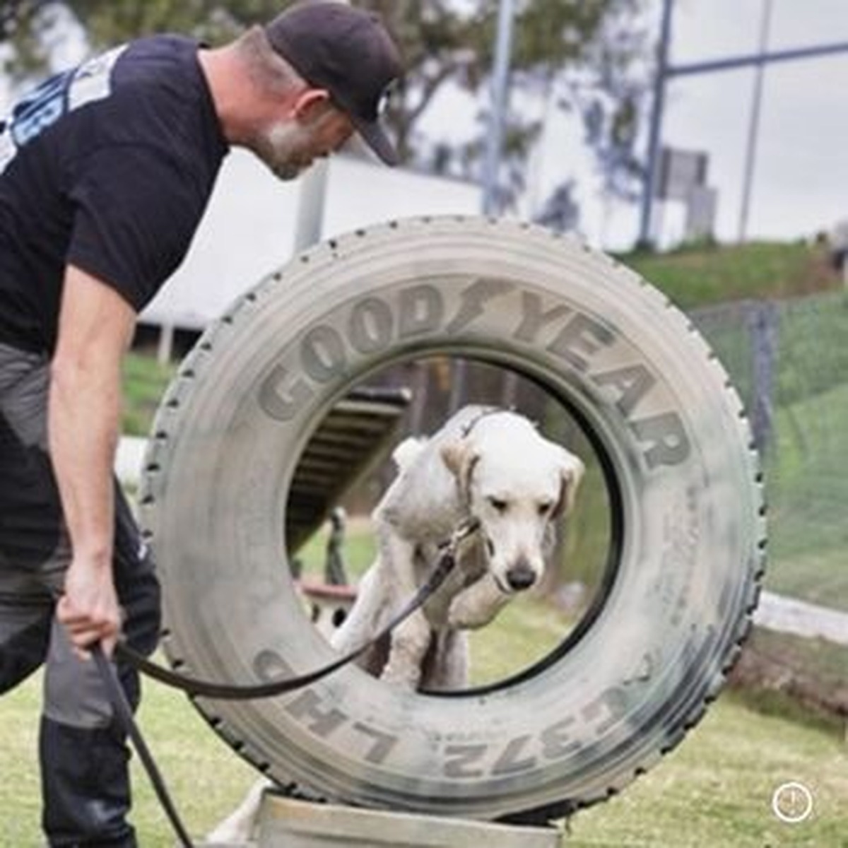 Trainer guiding a dog through a tire jump